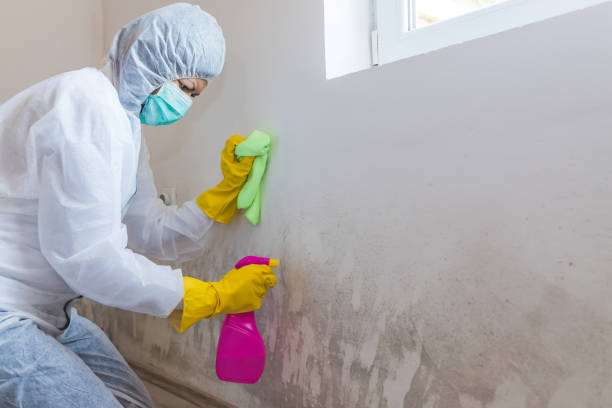 Mold Documentation for Insurance Claims in Grass Valley, CA